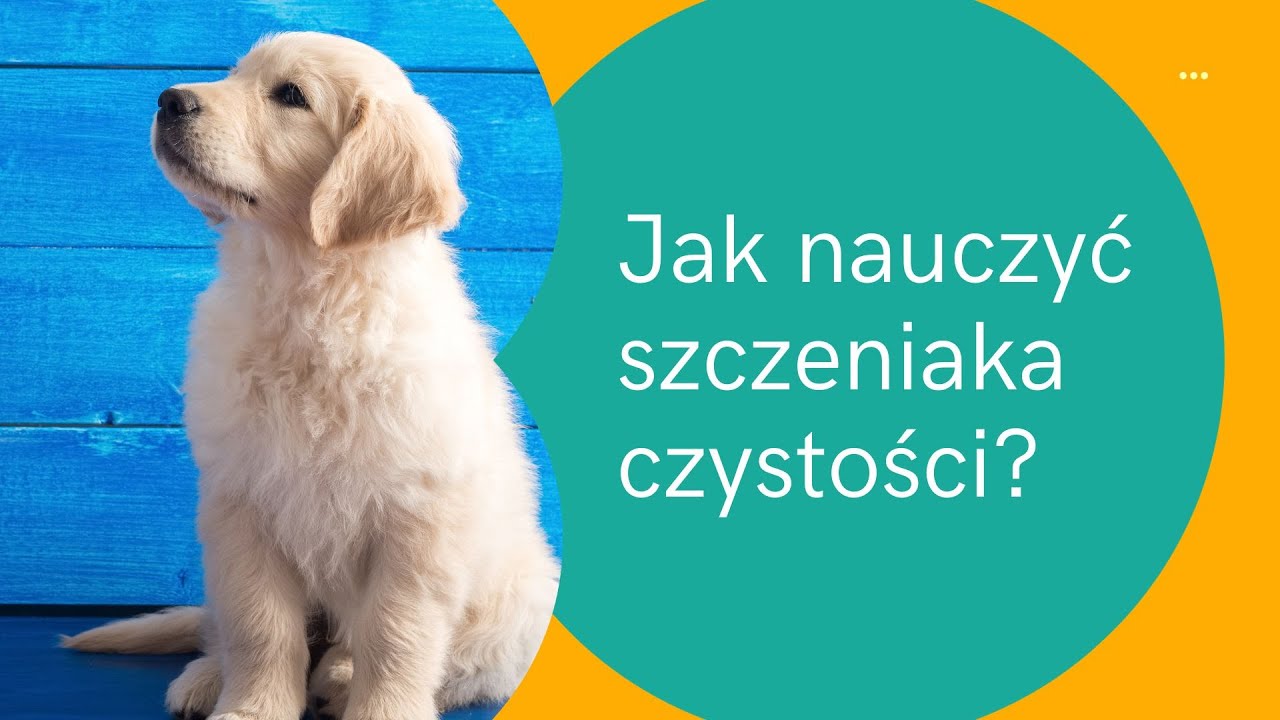 pampers site doz.pl