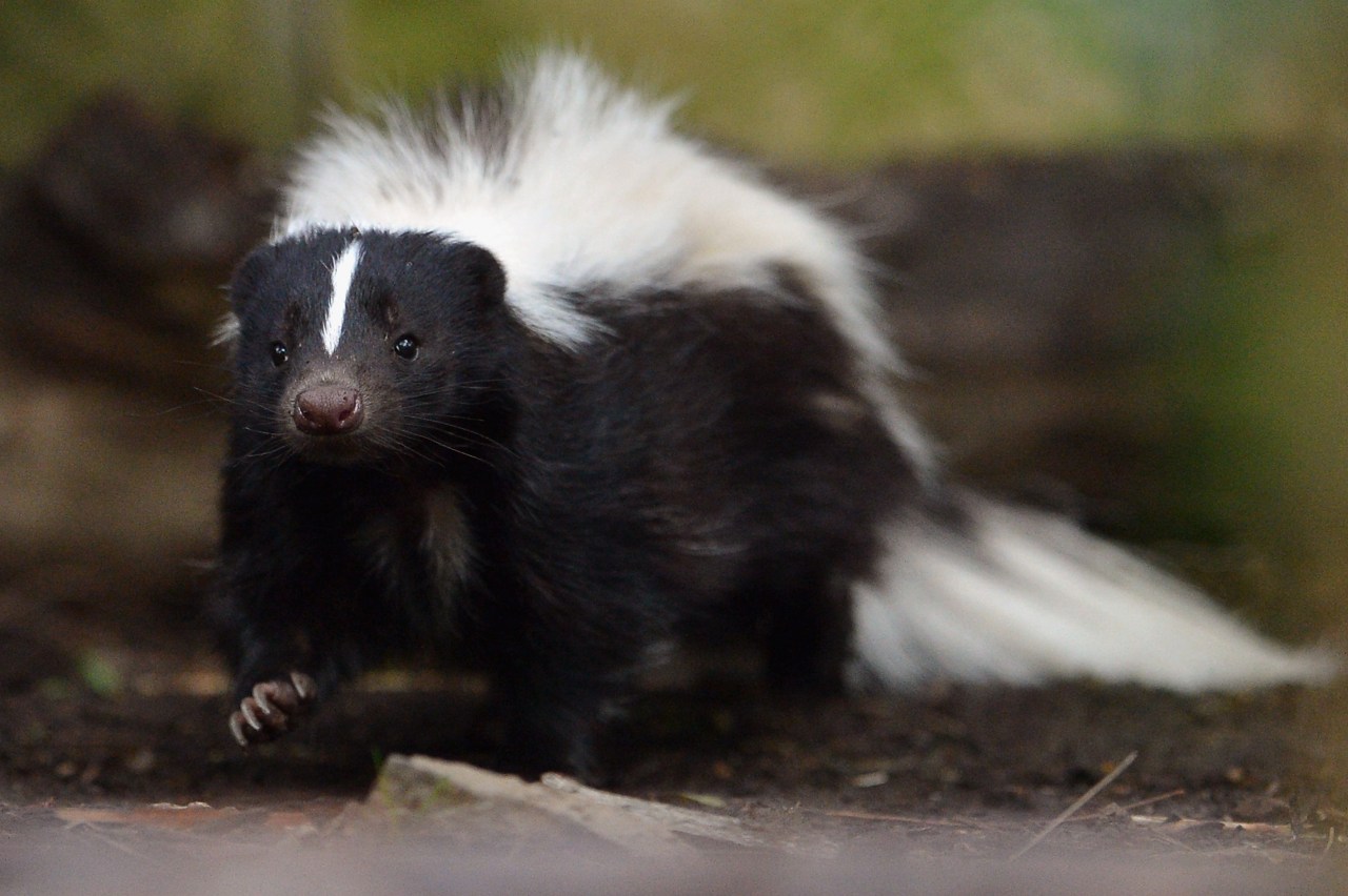 pieluchomajtki dla dorosłych l rzeszów