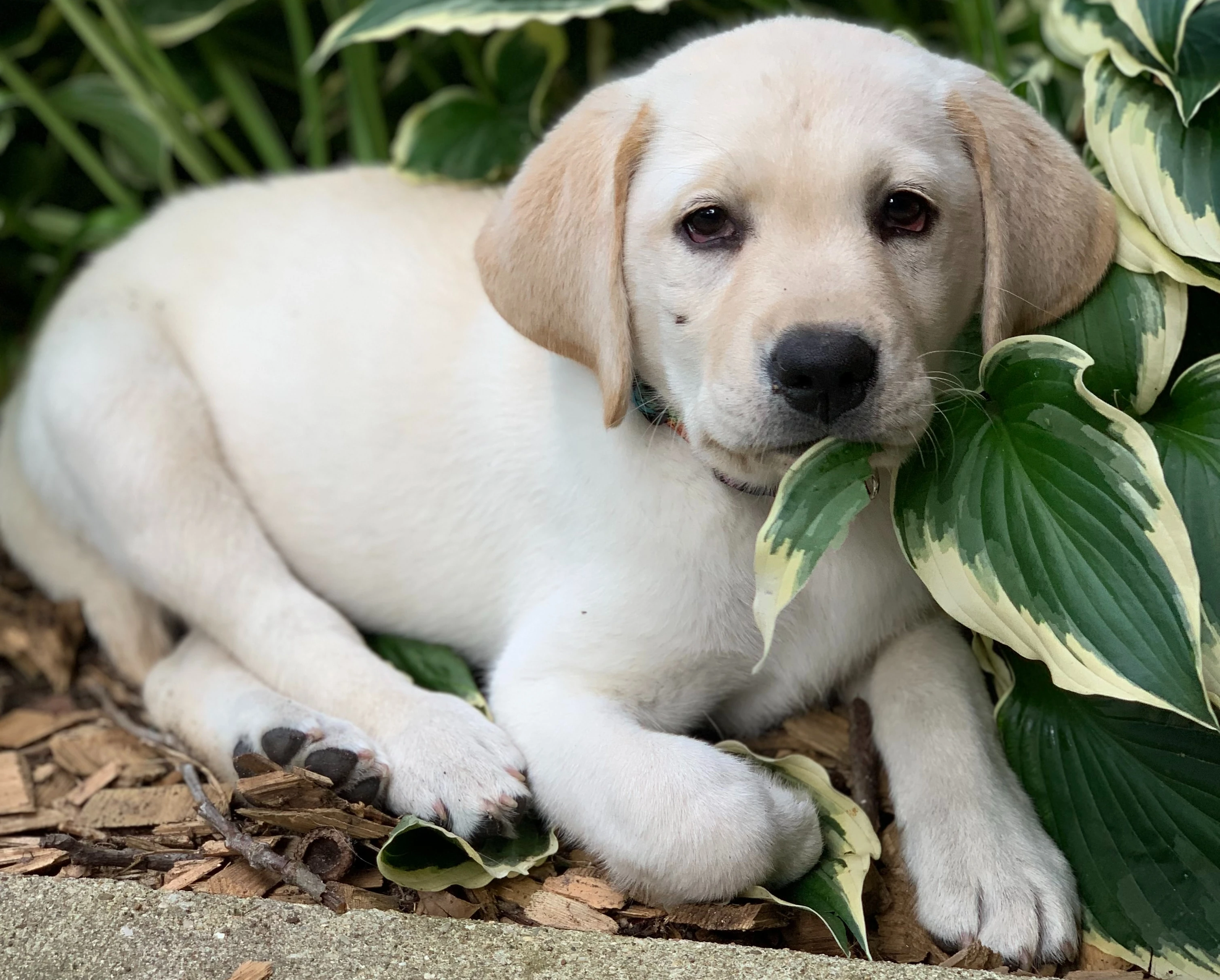 pampered pup kennels